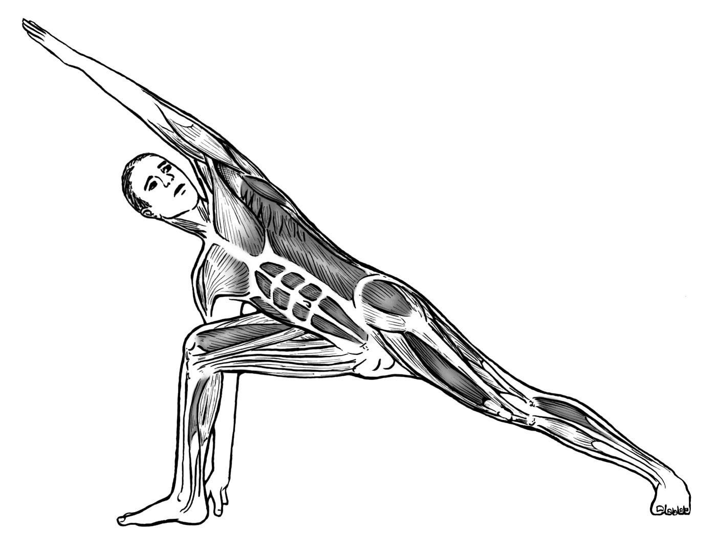 Phasic Muscles, Anterior View