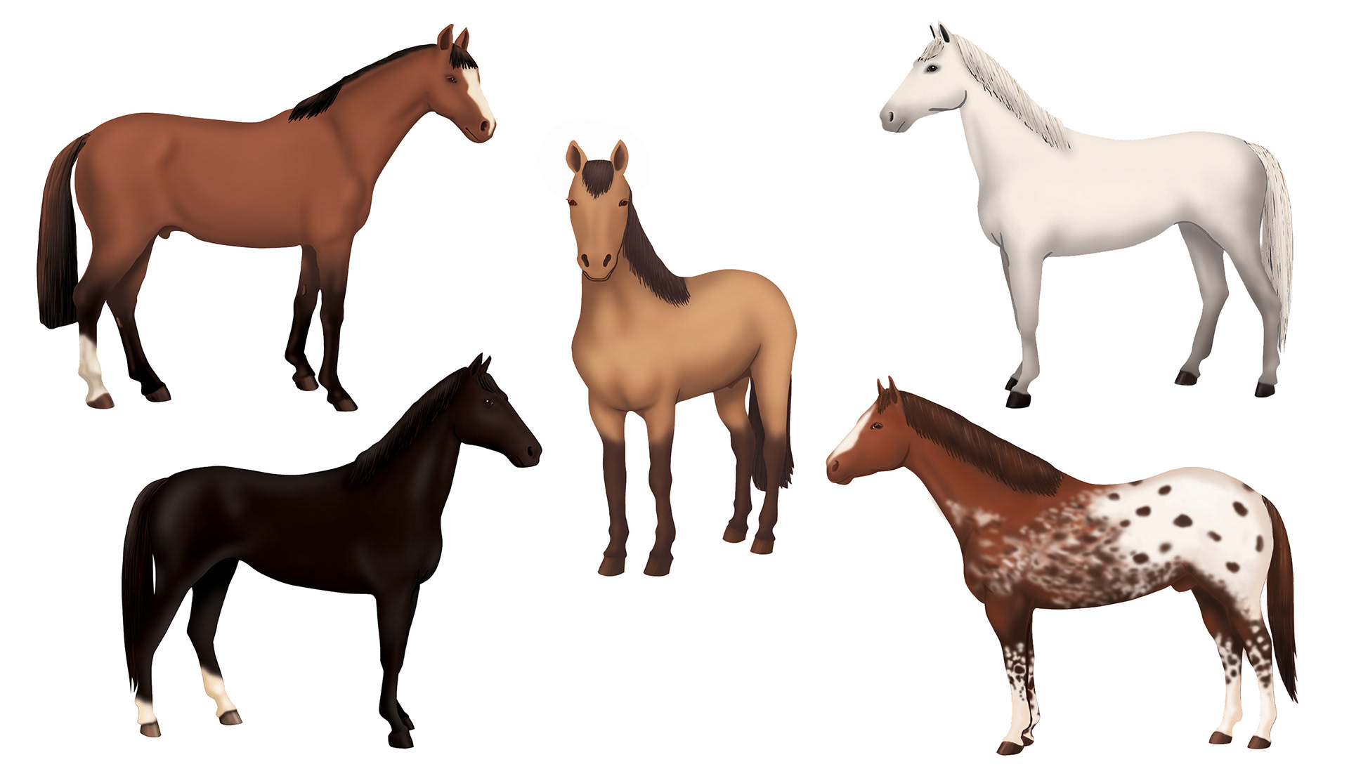 Sample of Horse Illustrations