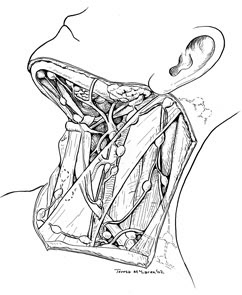 Lymph nodes of neck ink