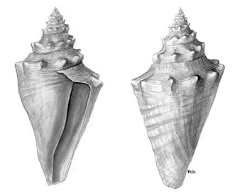 Conch shell ink wash