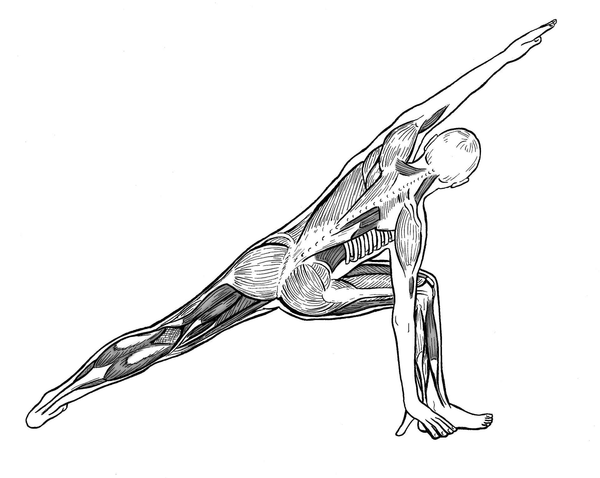 Postural Muscles, Posterior View
