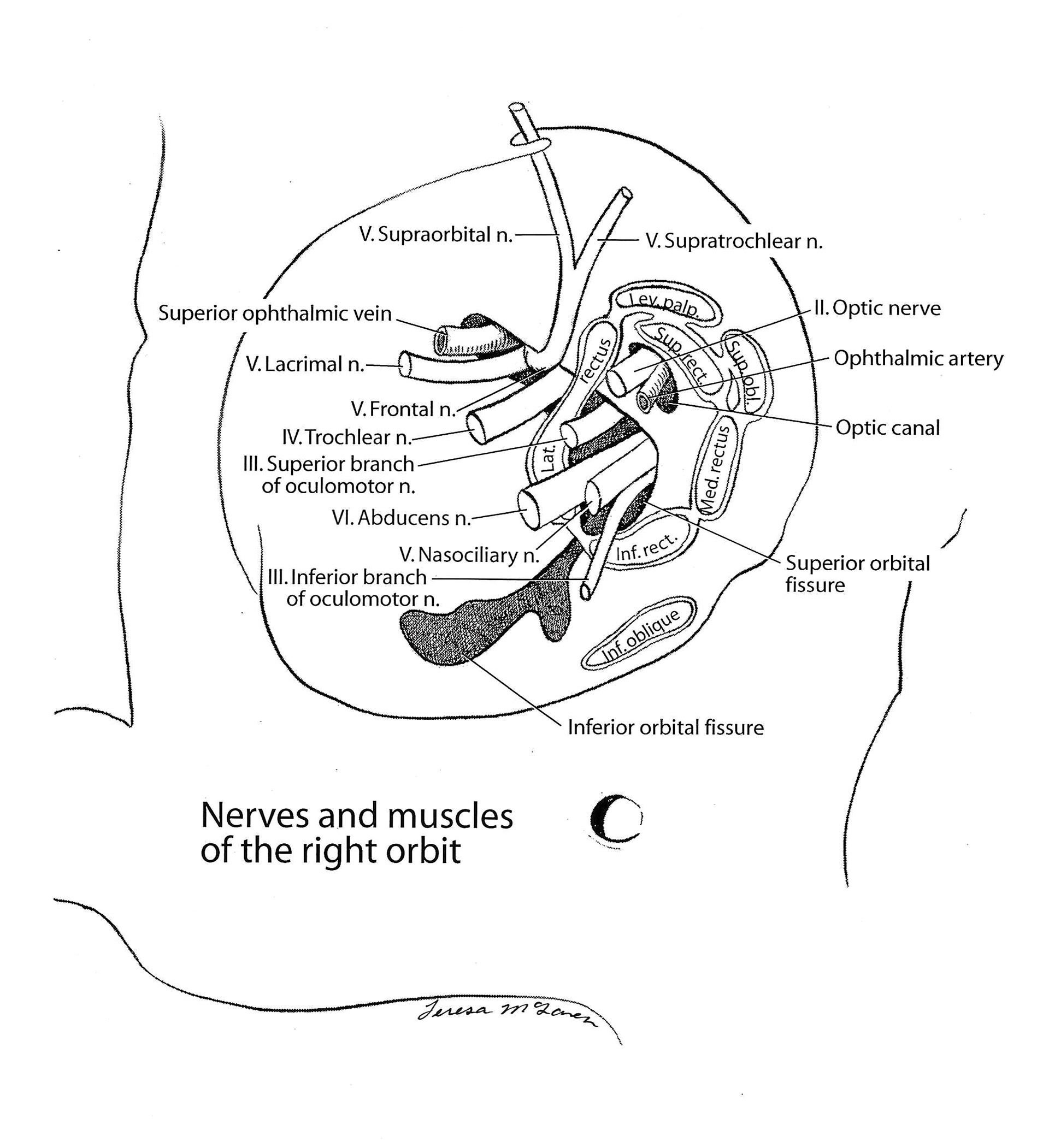 Nerves and Muscles of the Right Orbit
