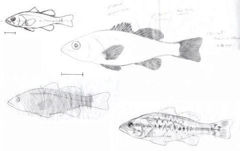 Large Mouth Bass preliminary drawings