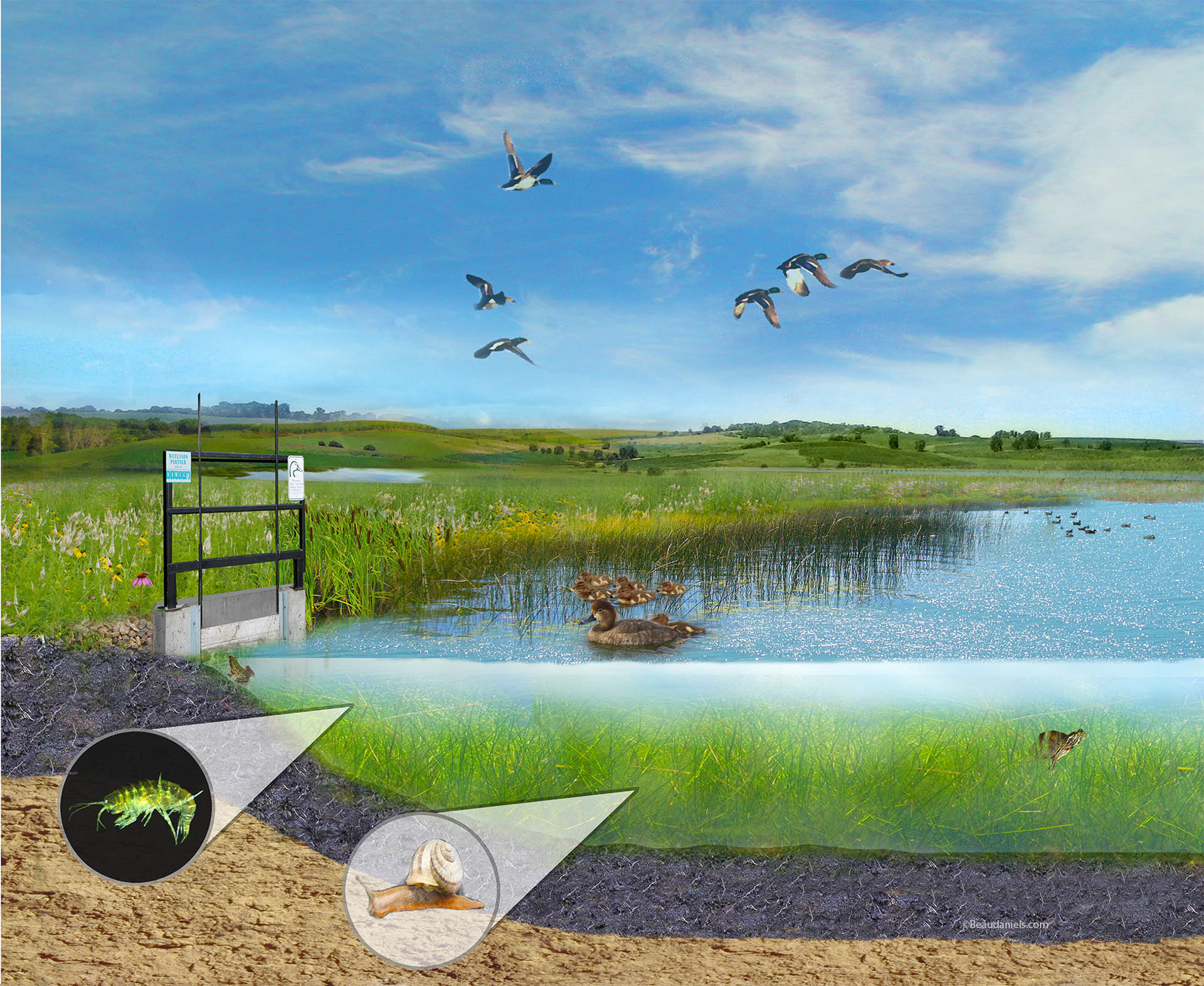 Refilled lake with a healthy environment and ecology.