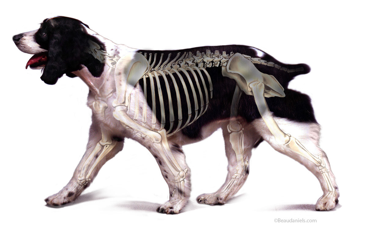 Hartz Dog.