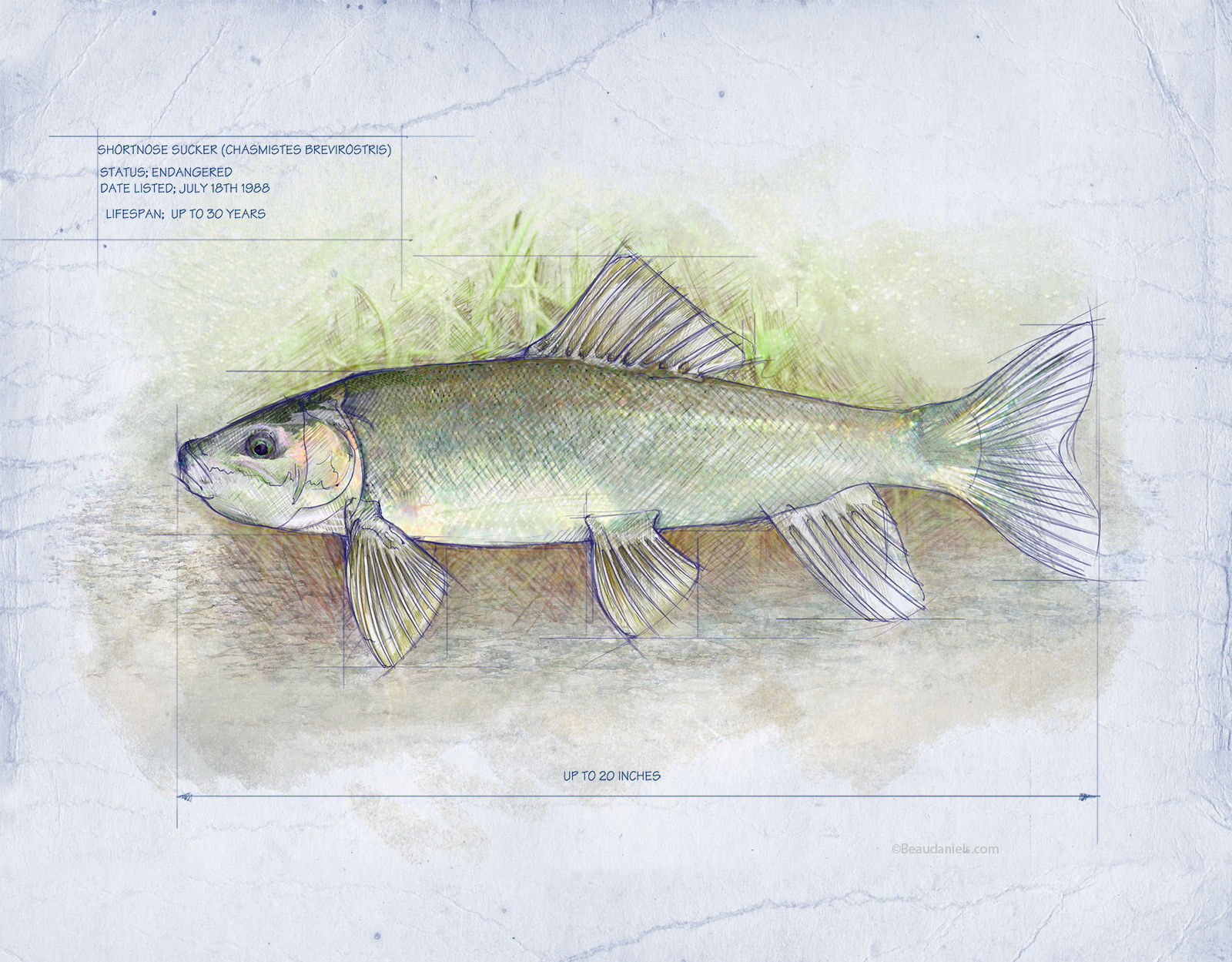 Suckerfish. A fish species of the family Echeneidae, sometimes called suckerfish