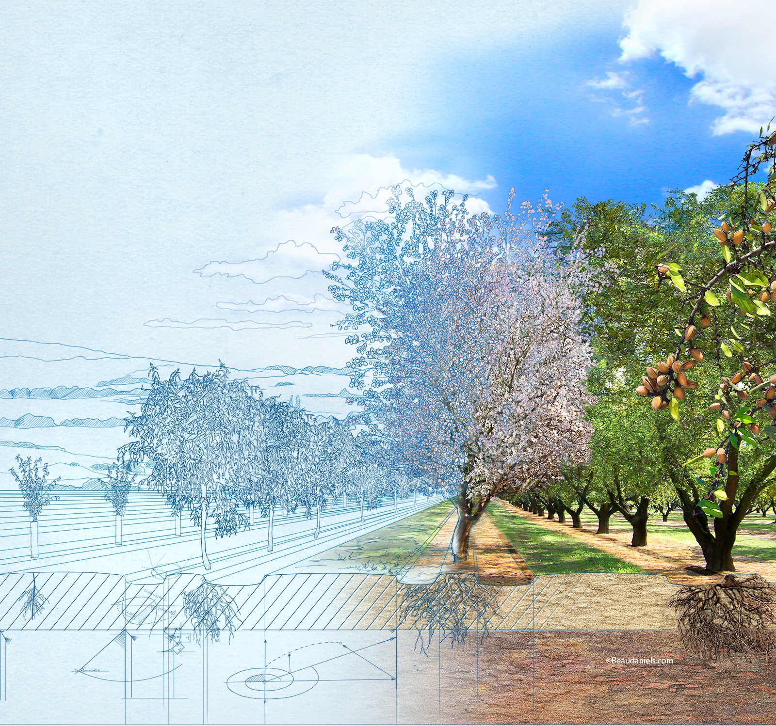Almond Orchard.