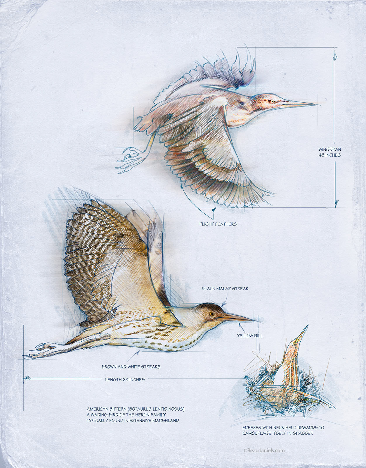 Bittern. Bitterns are a classification of birds in the heron family, Ardeidae, a family of wading birds.