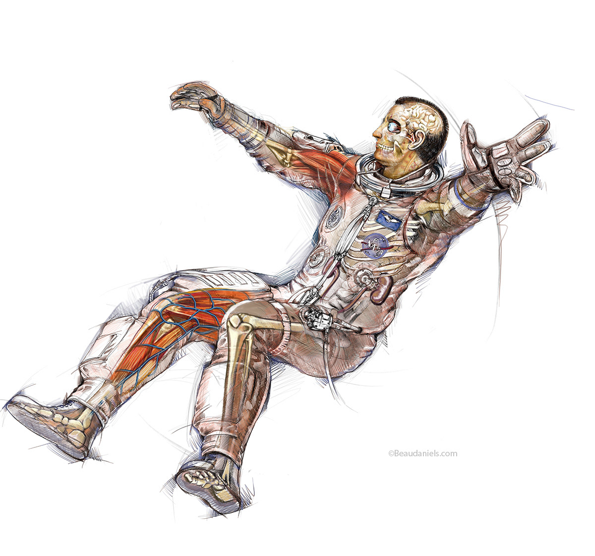 Final cutaway illustration for Scientific American article on the effects of being weightless