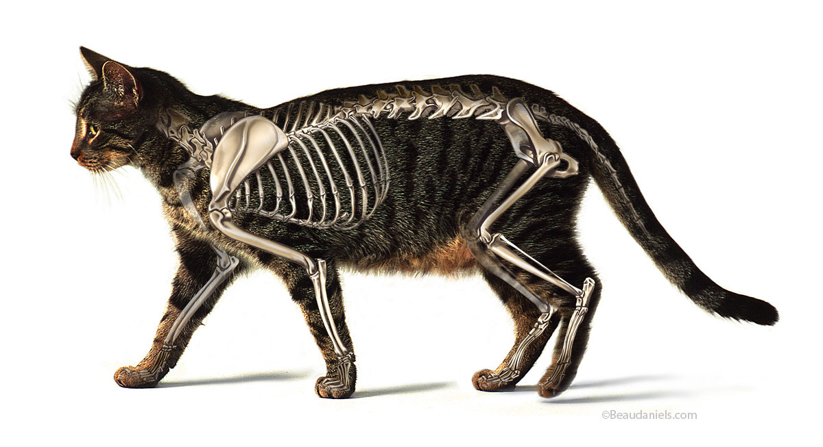 Hartz cat.
