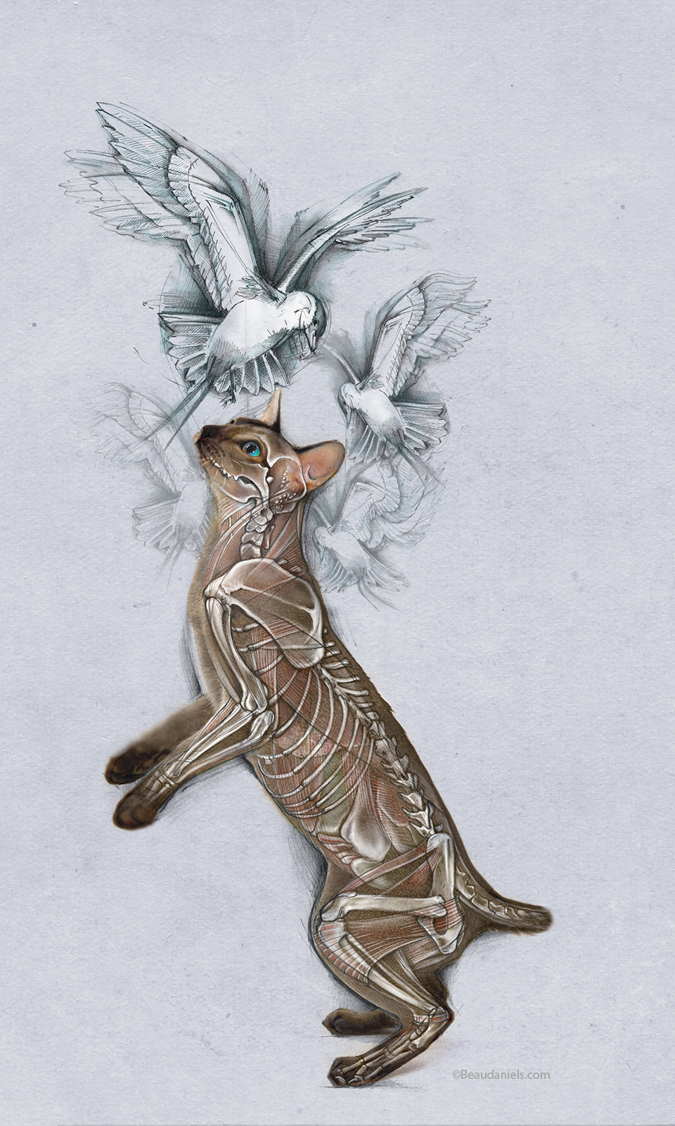 Cutaway cat illustration.