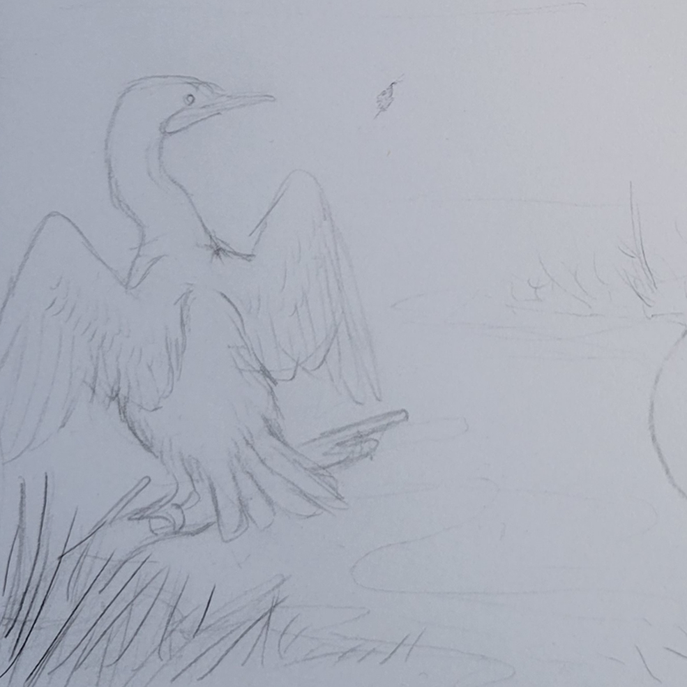Cormorant Sketch