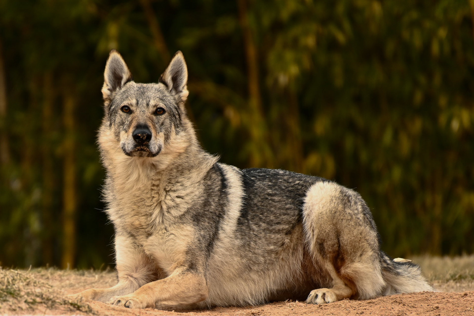 Lupo