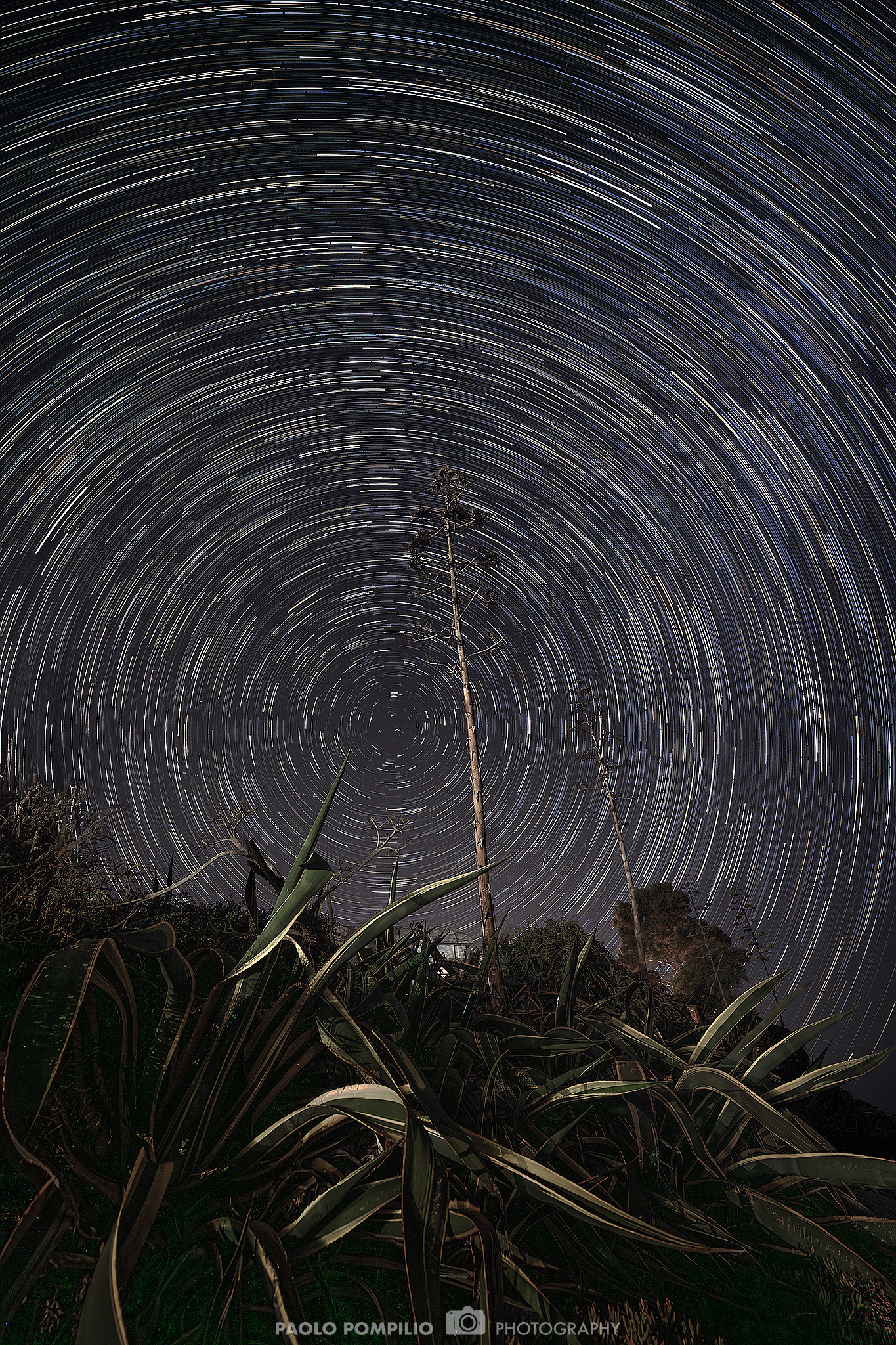 Agavi a Sa Marina - Provincia dell'Ogliastra