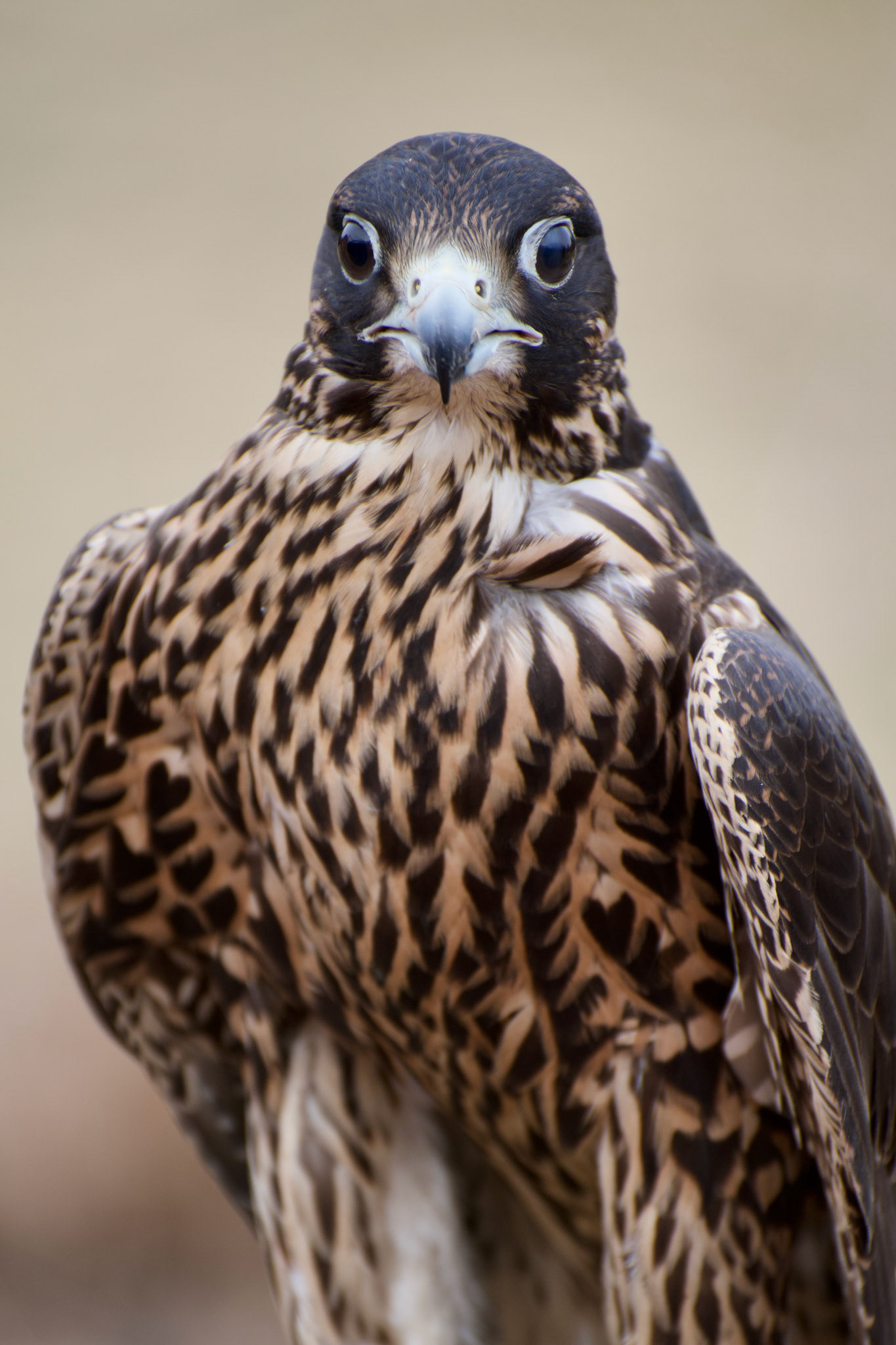 Falco