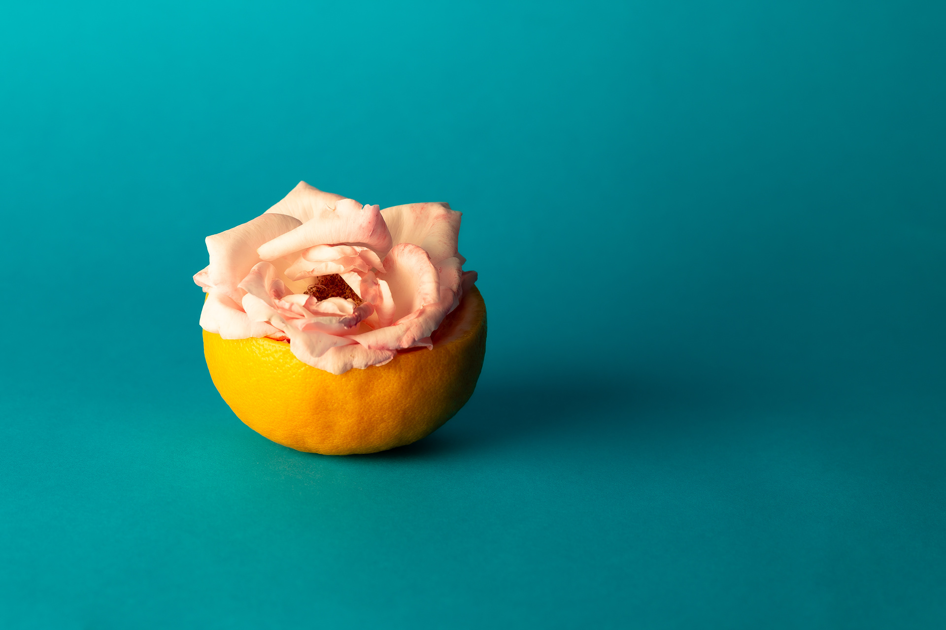 Roses from the South