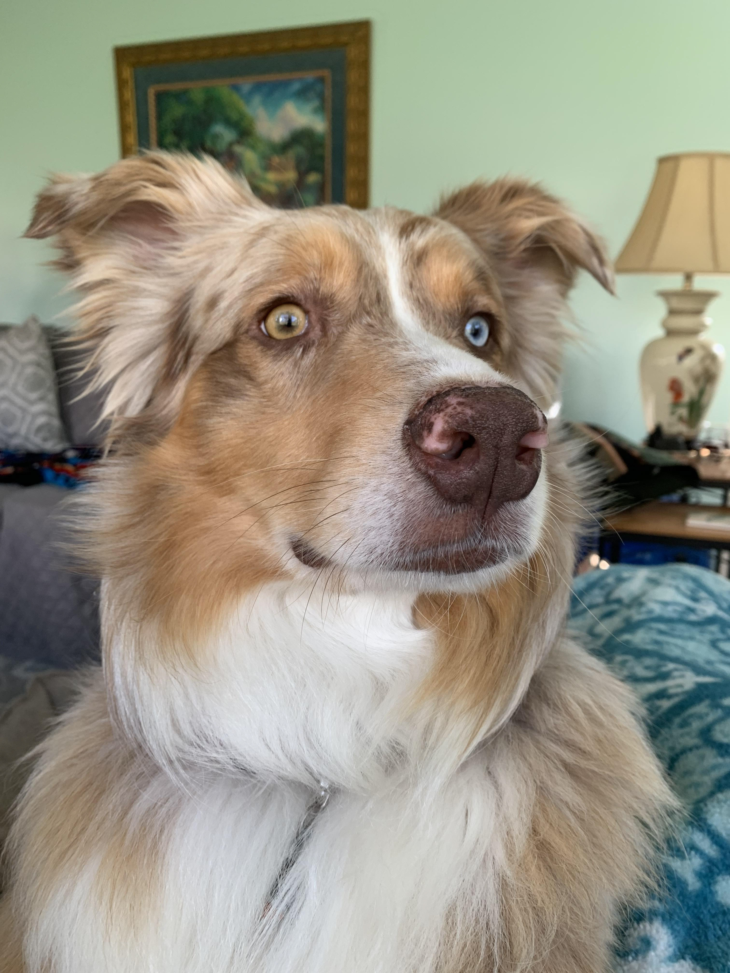 Unedited image of dog in house