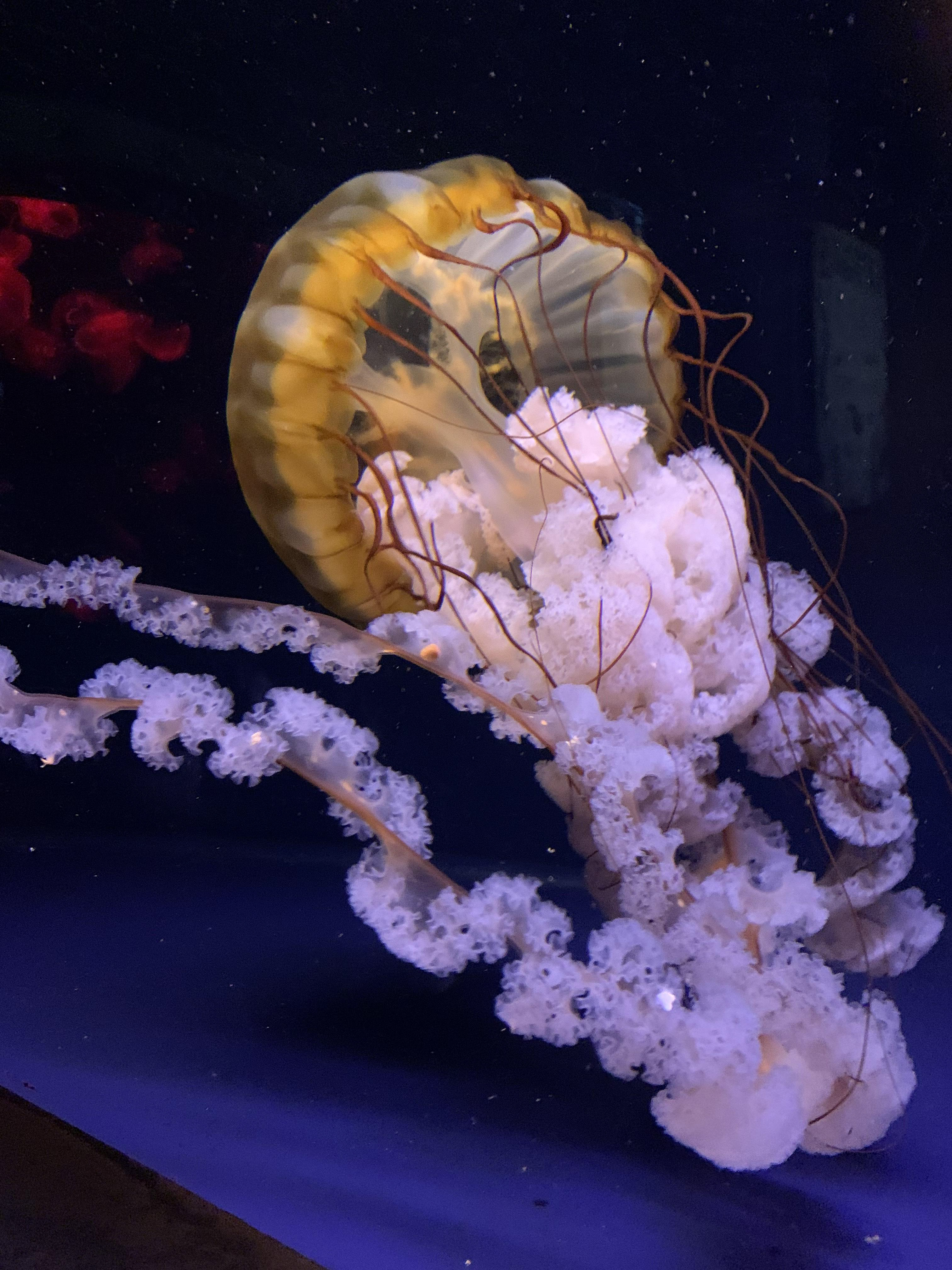 Image of jellyfish up close unedited