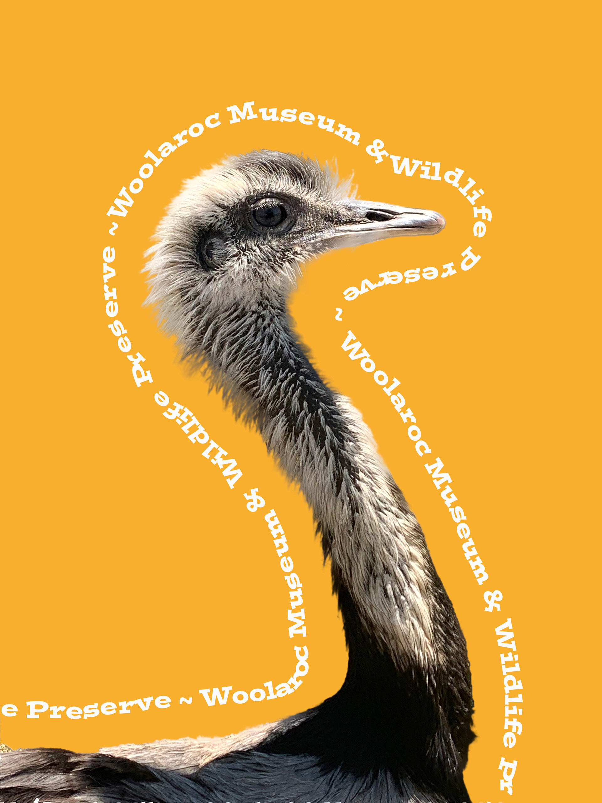 Edited image of ostrich on a yellow background with text wrap that says "Woolaroc Museum and Wildlife Preserve"