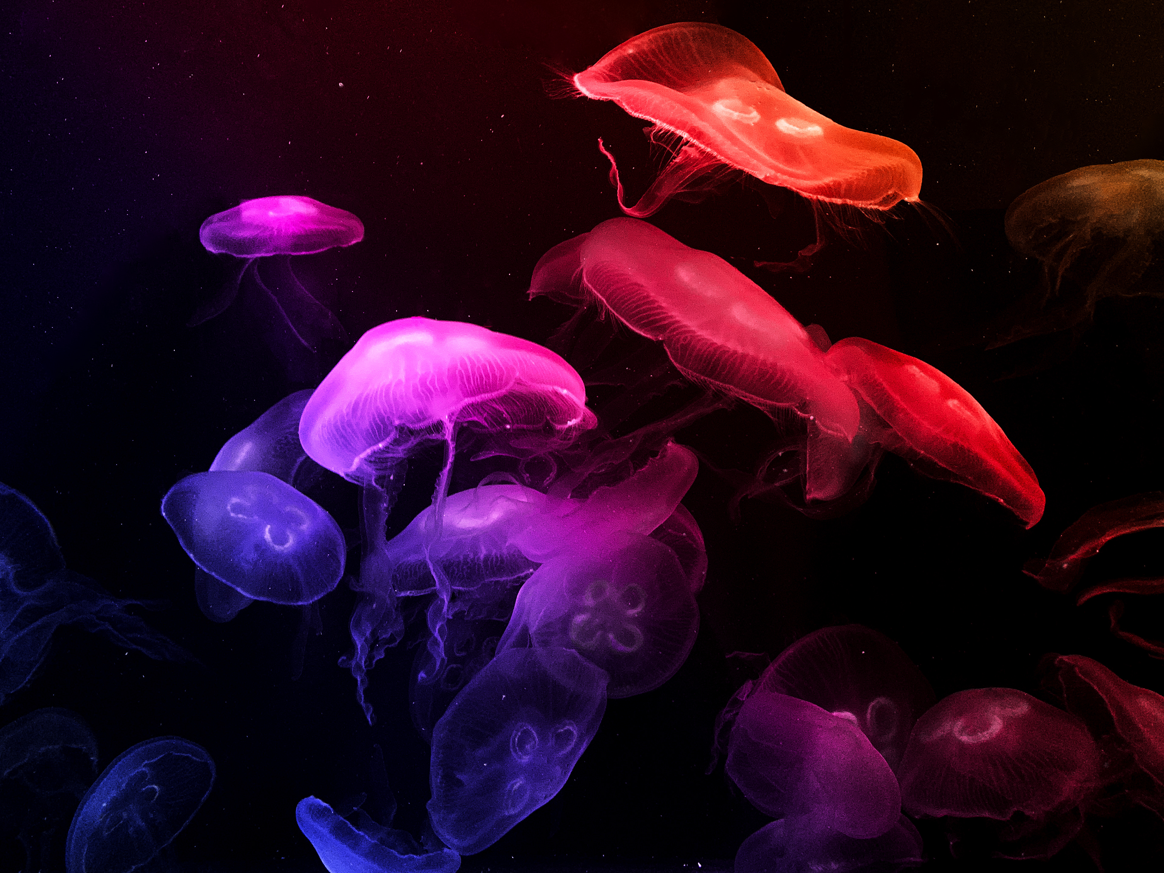 Picture of Jellyfish floating in the water with a rainbow gradient applied to it
