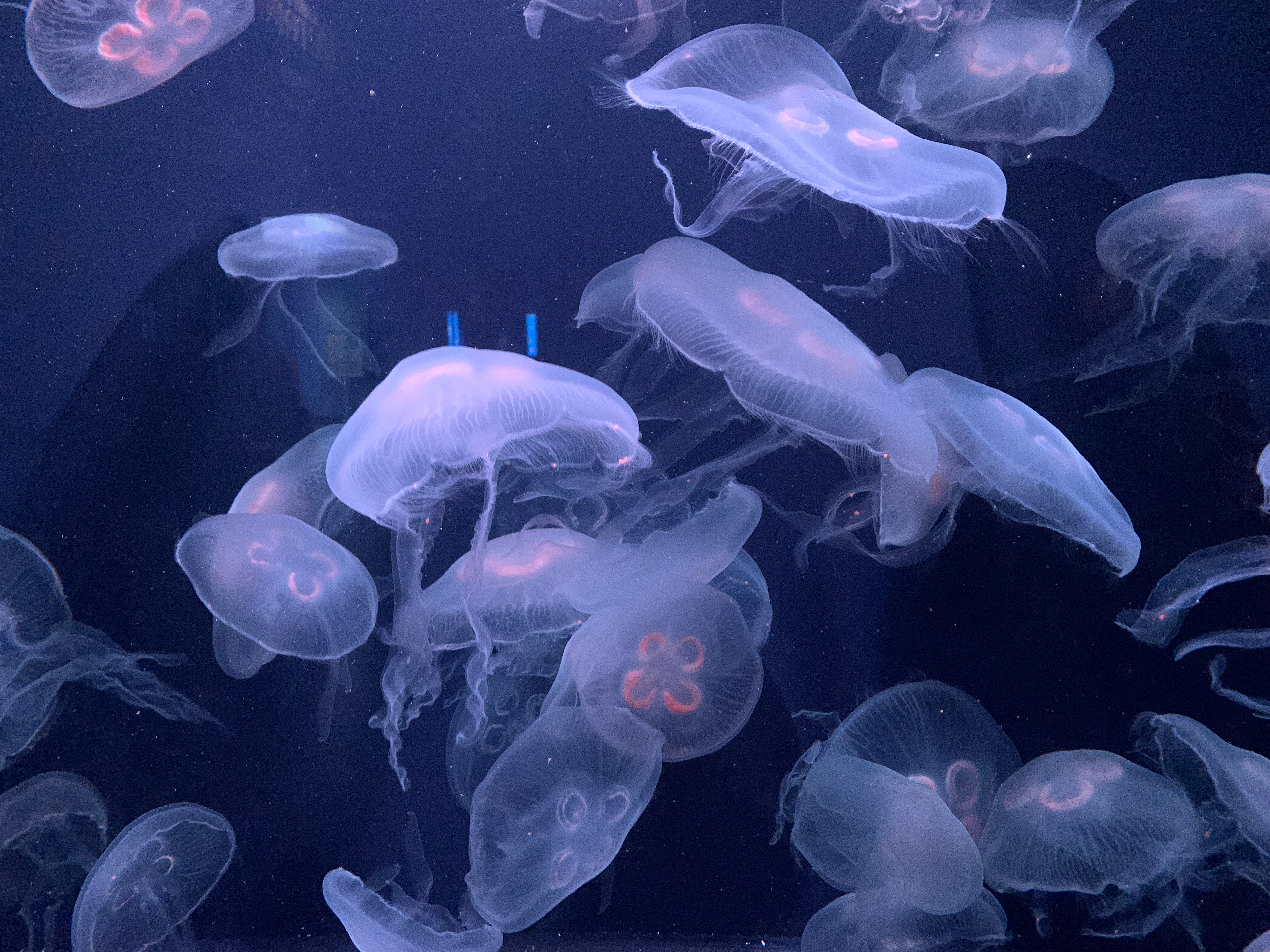 Jellyfish floating in the water unedited