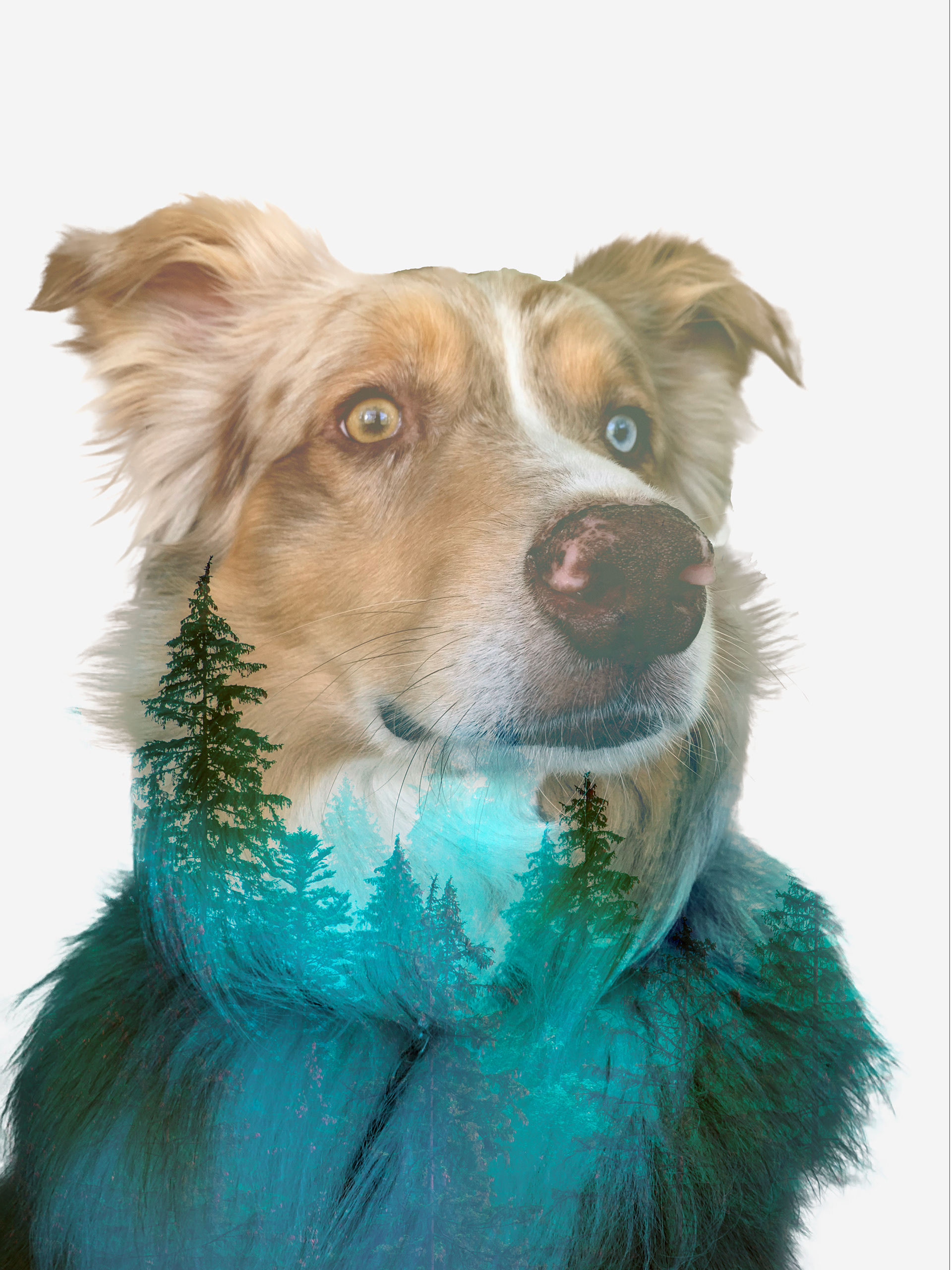 Edited photo of dog and forest filtered into it.