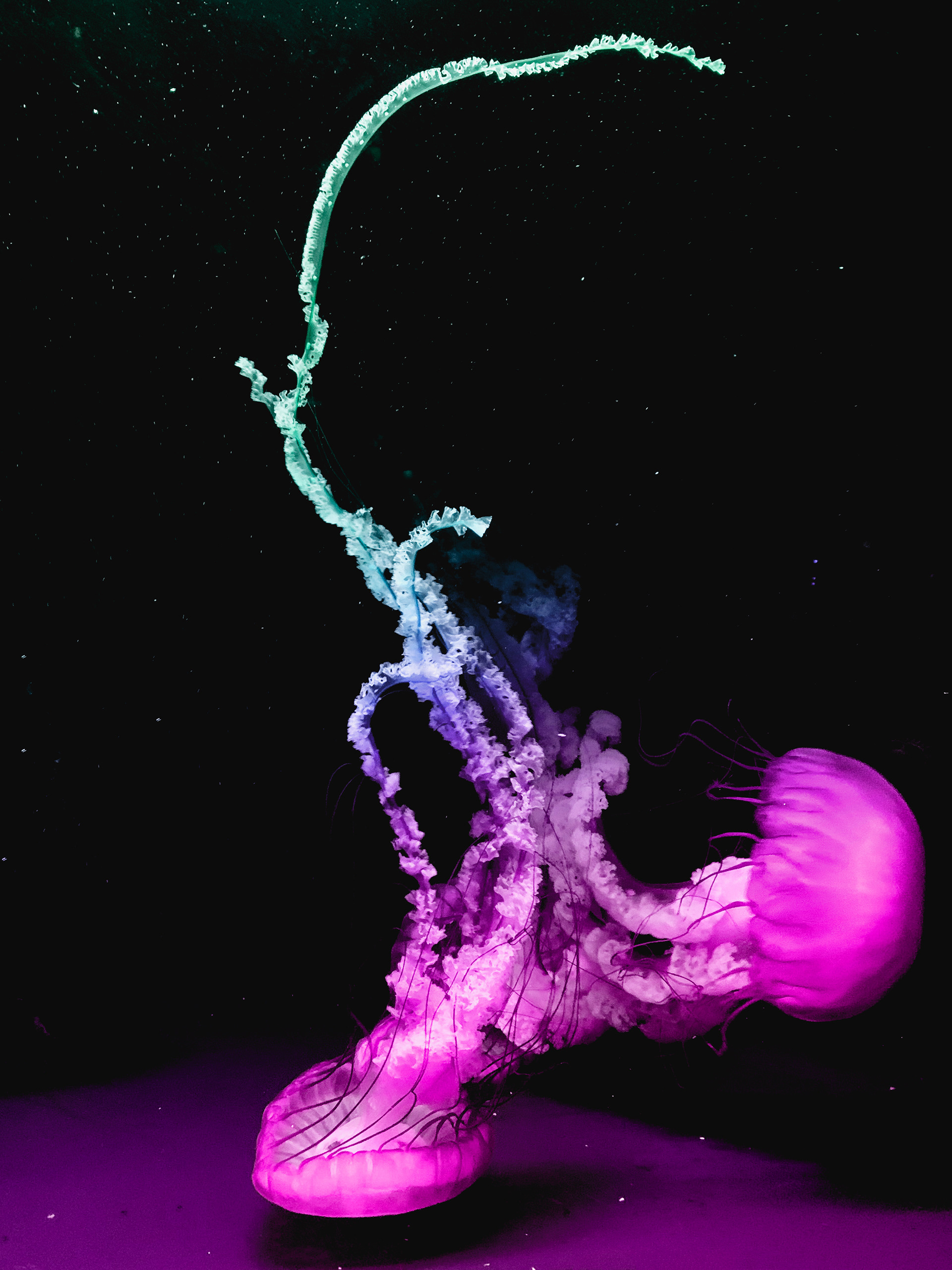 Image of two jellyfish with a purple gradient filter