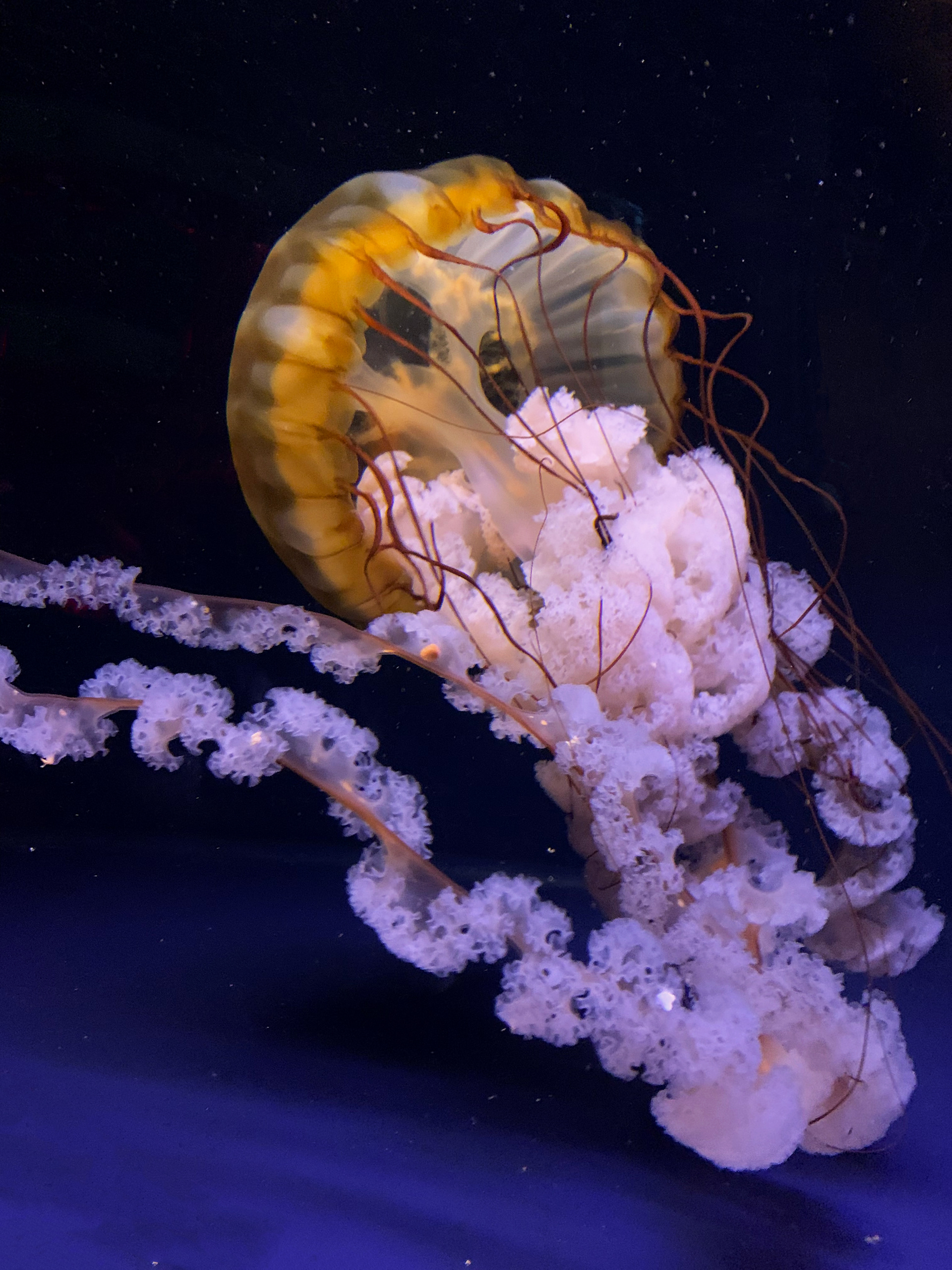 image of jellyfish up close that was edited to remove glass and background jellyfish