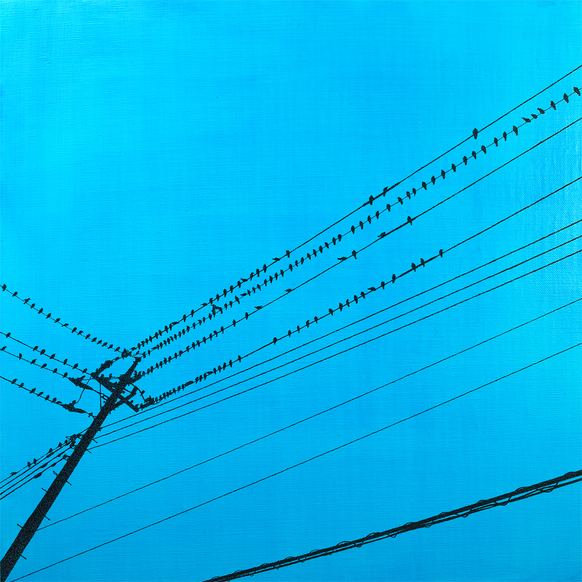 "206 birds on the electric wire"
