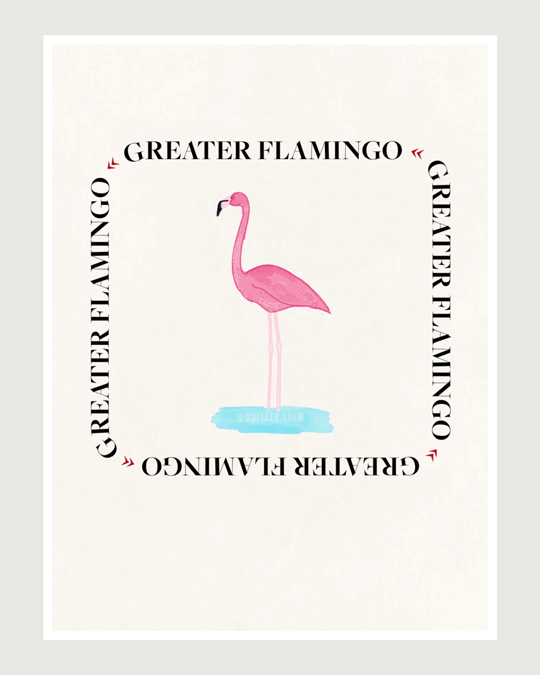 Greater Flamingo - Motion Poster | Adobe Photoshop & After Effects