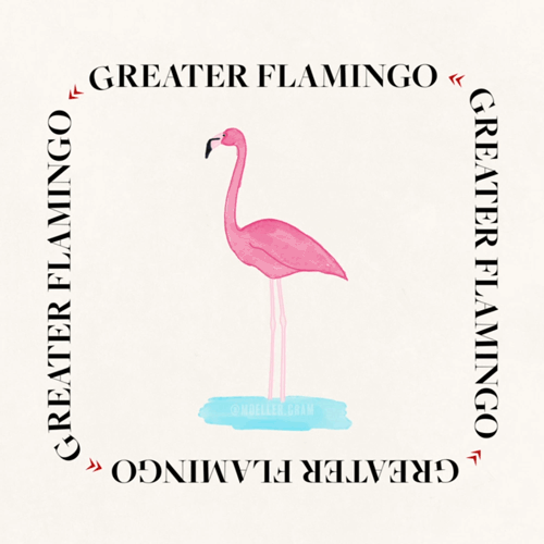 Greater Flamingo | Adobe Photoshop & After Effects