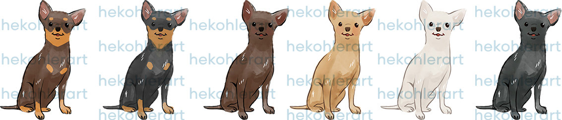 Shorthaired Chihuahua