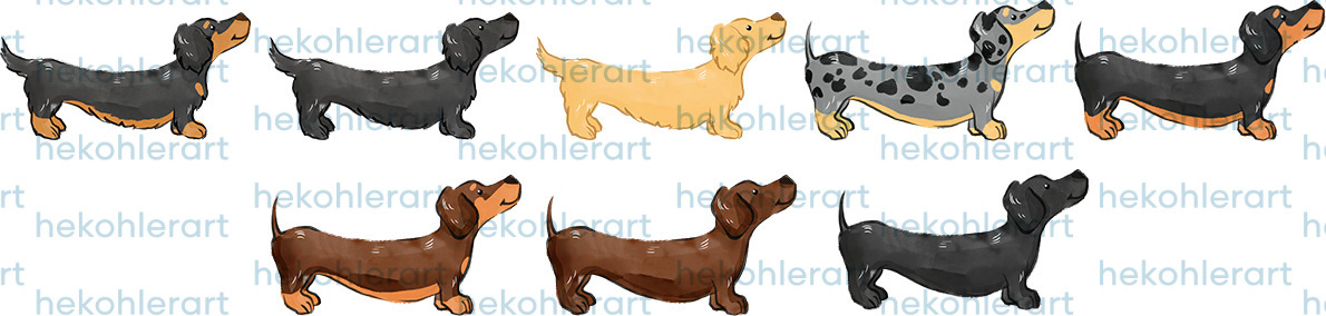 Longhaired and Shorthaired Dachshunds Standing Profile