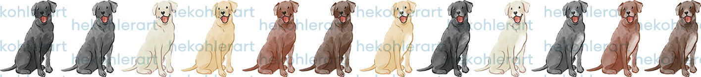 Labrador Retreivers