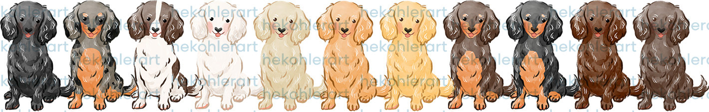 Longhaired Dachshunds Sitting