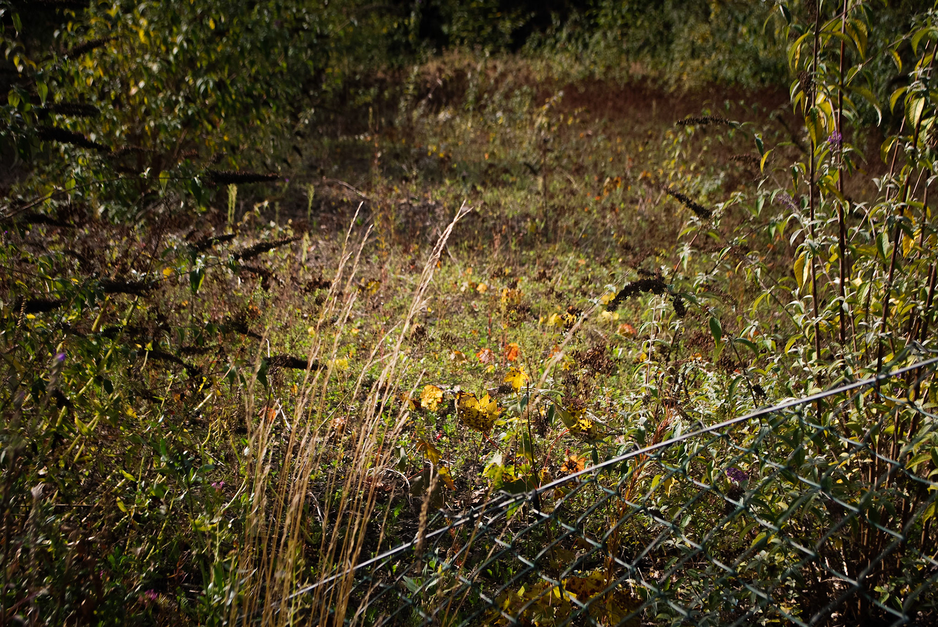 Lincoln Photo Walk - Autumn 2023