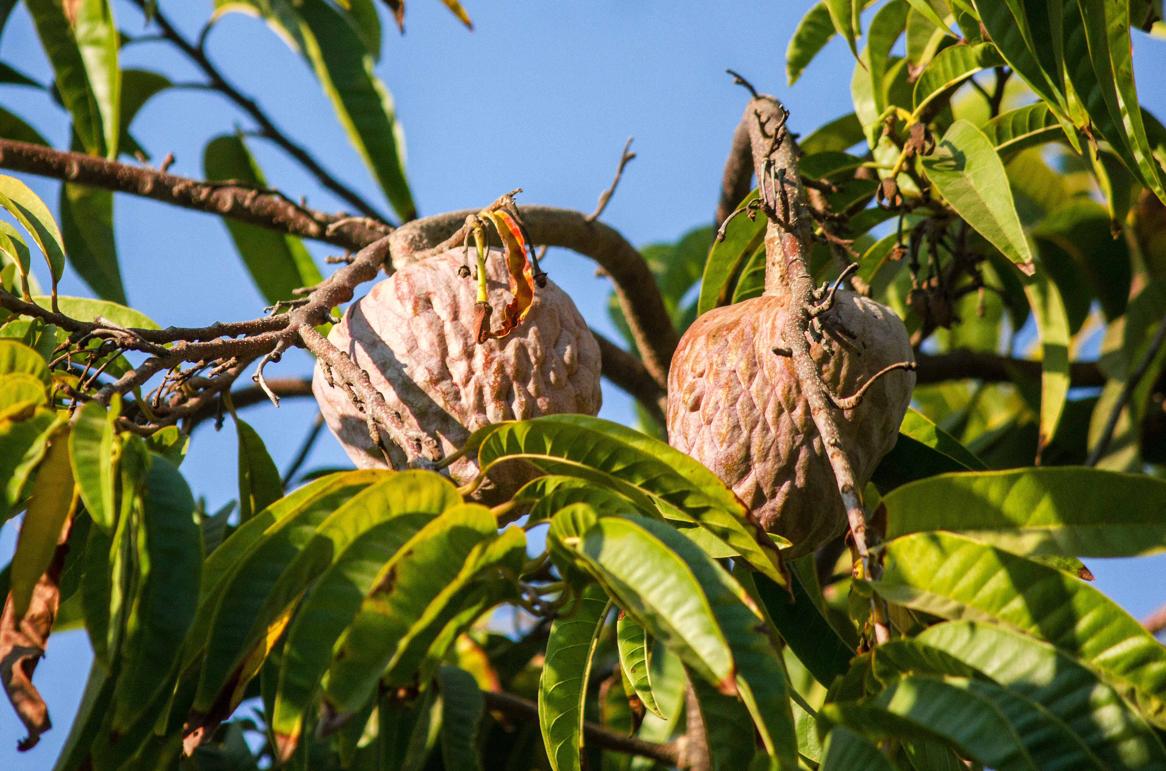 Custard apple fruits | Licensed shutterstock precedence photograph credited to Ivanfolio