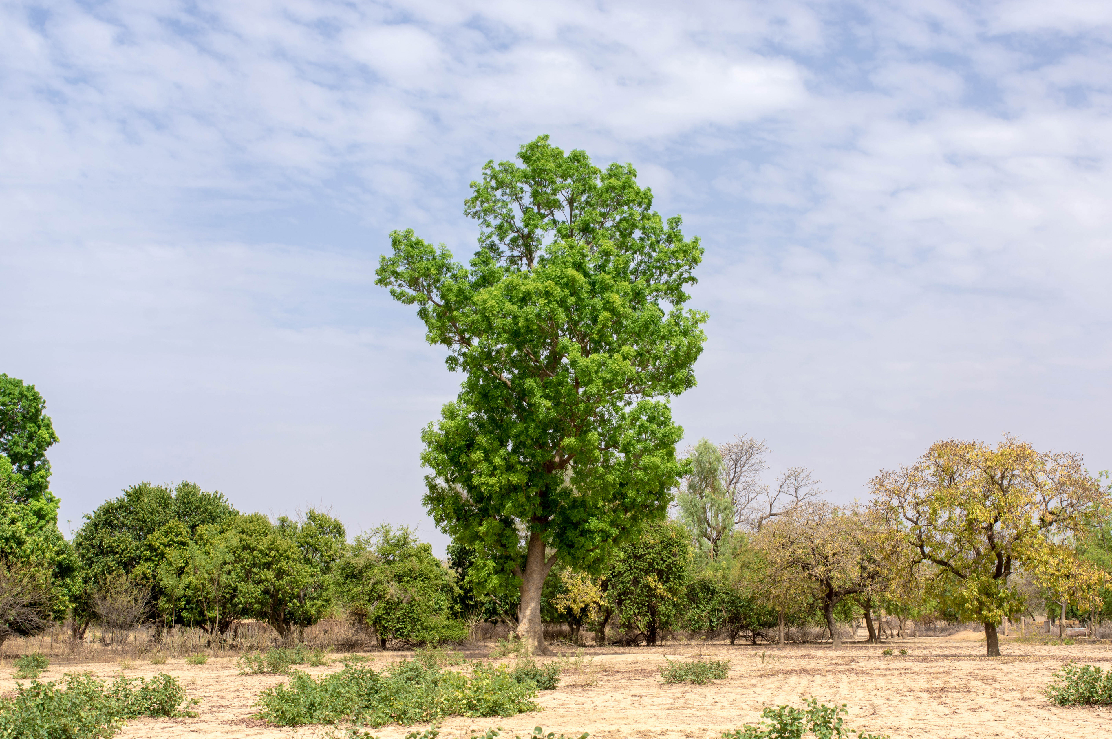 Khaya senegalensis tree fruits | Licensed shutterstock precedence photograph credited to Michel Valette
