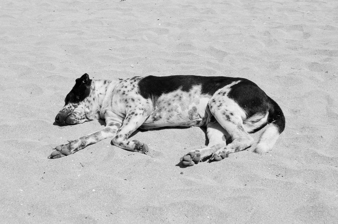 Female dog sunbathing by herself. Kuta, 2014