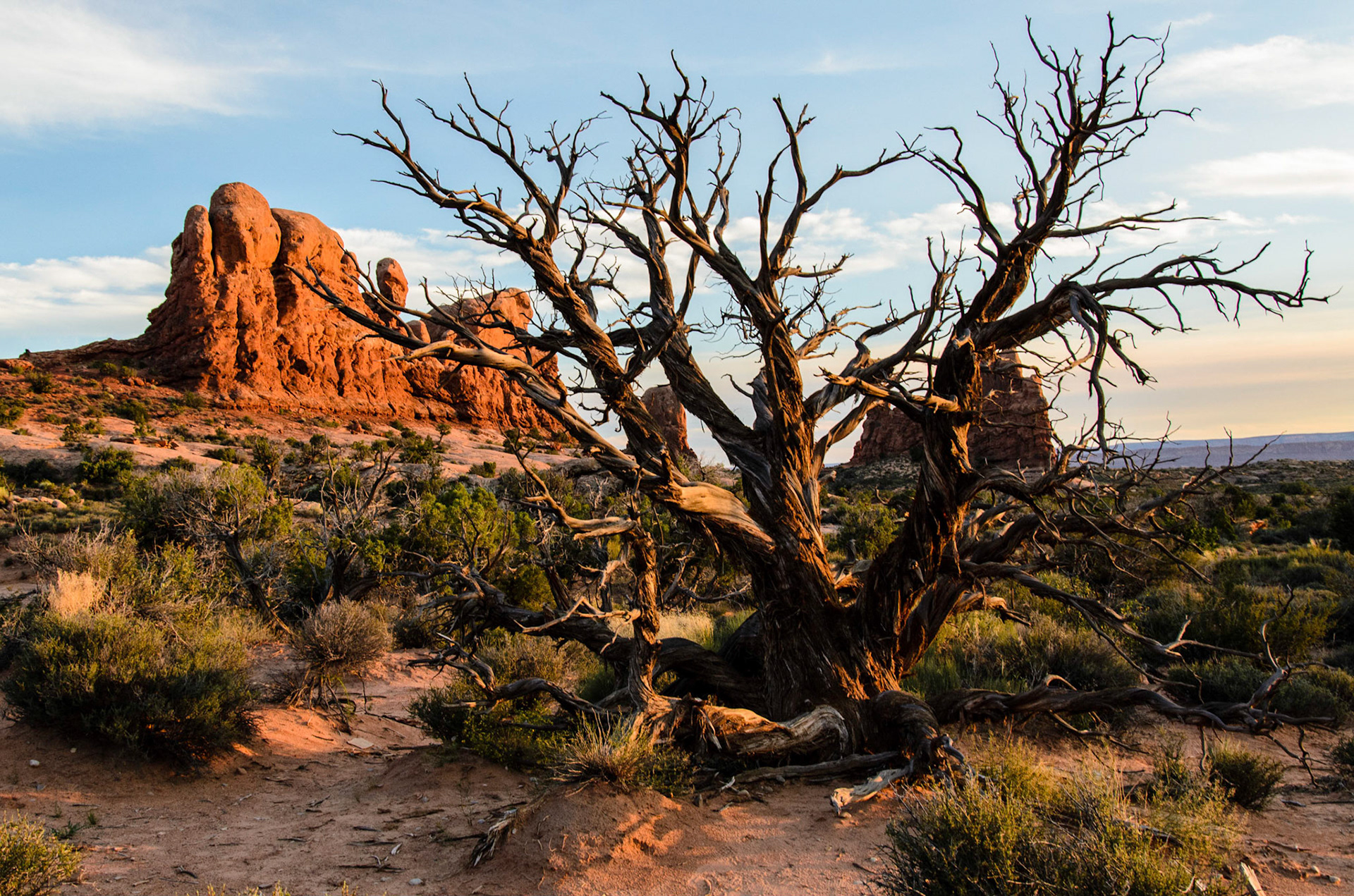 Gnarled