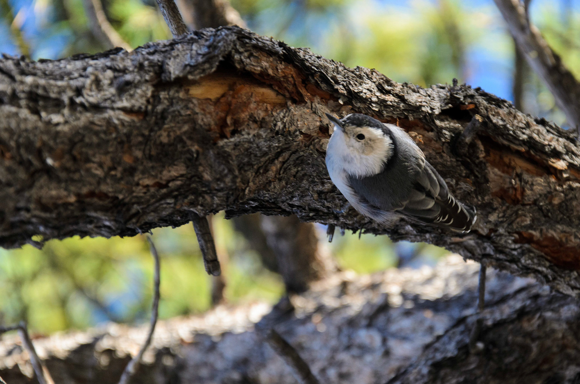 Peck!