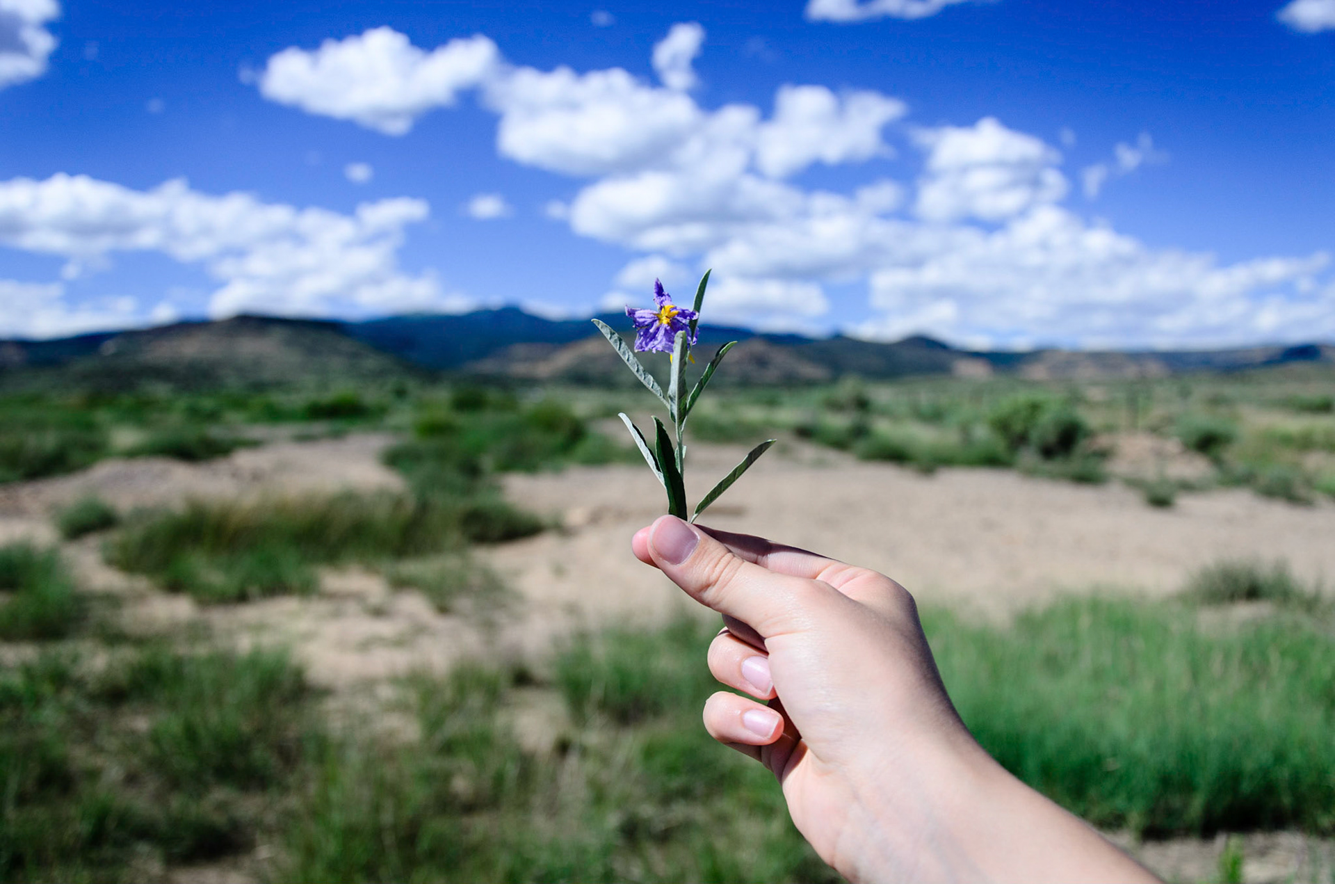A Lonely Flower