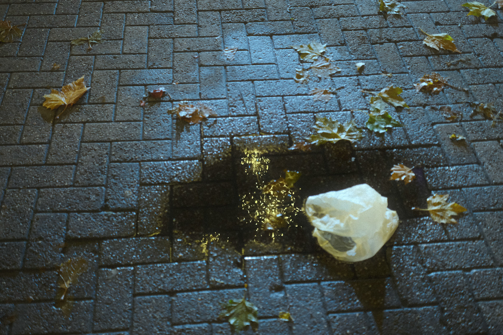 Favourite puddle