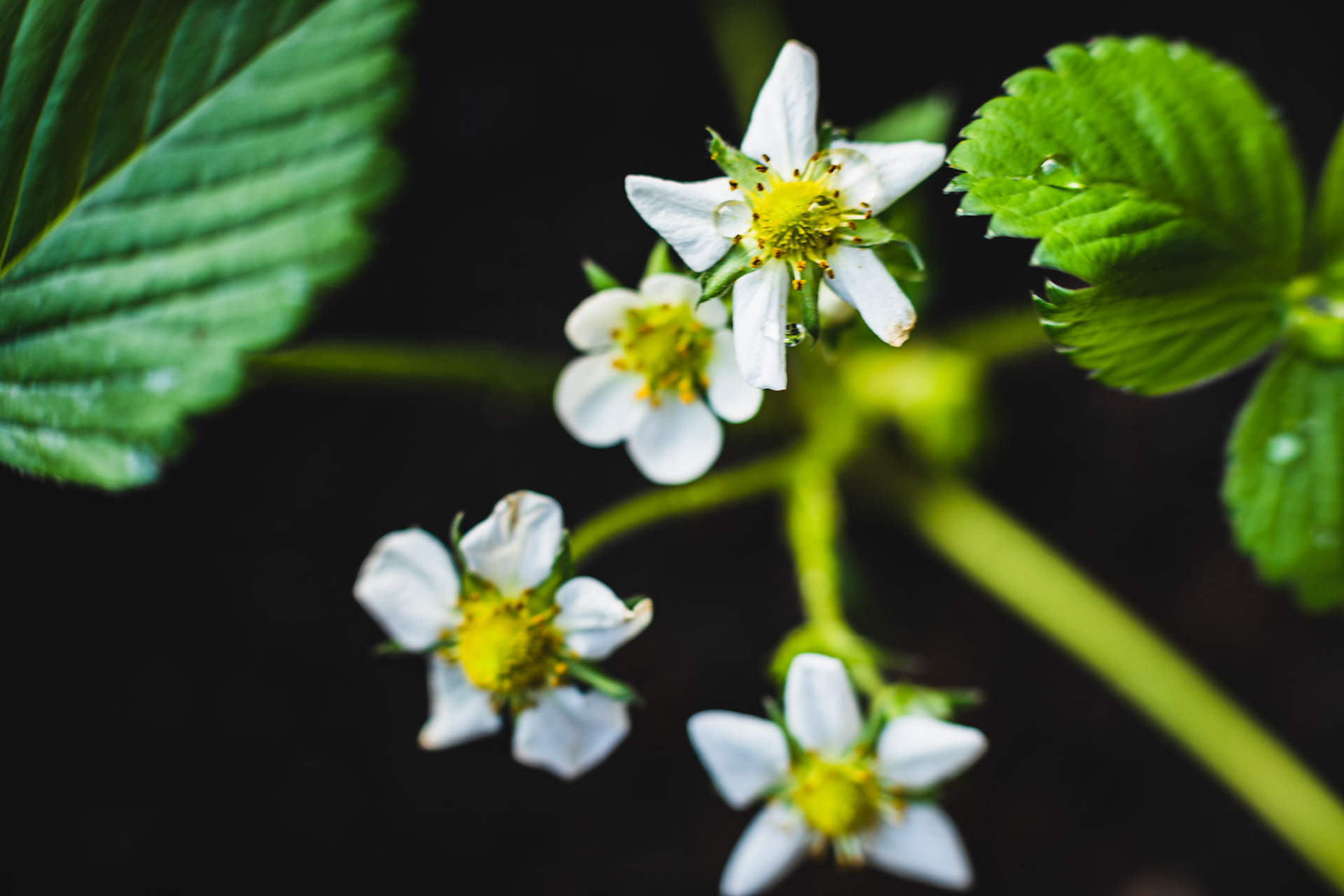 #growyourown