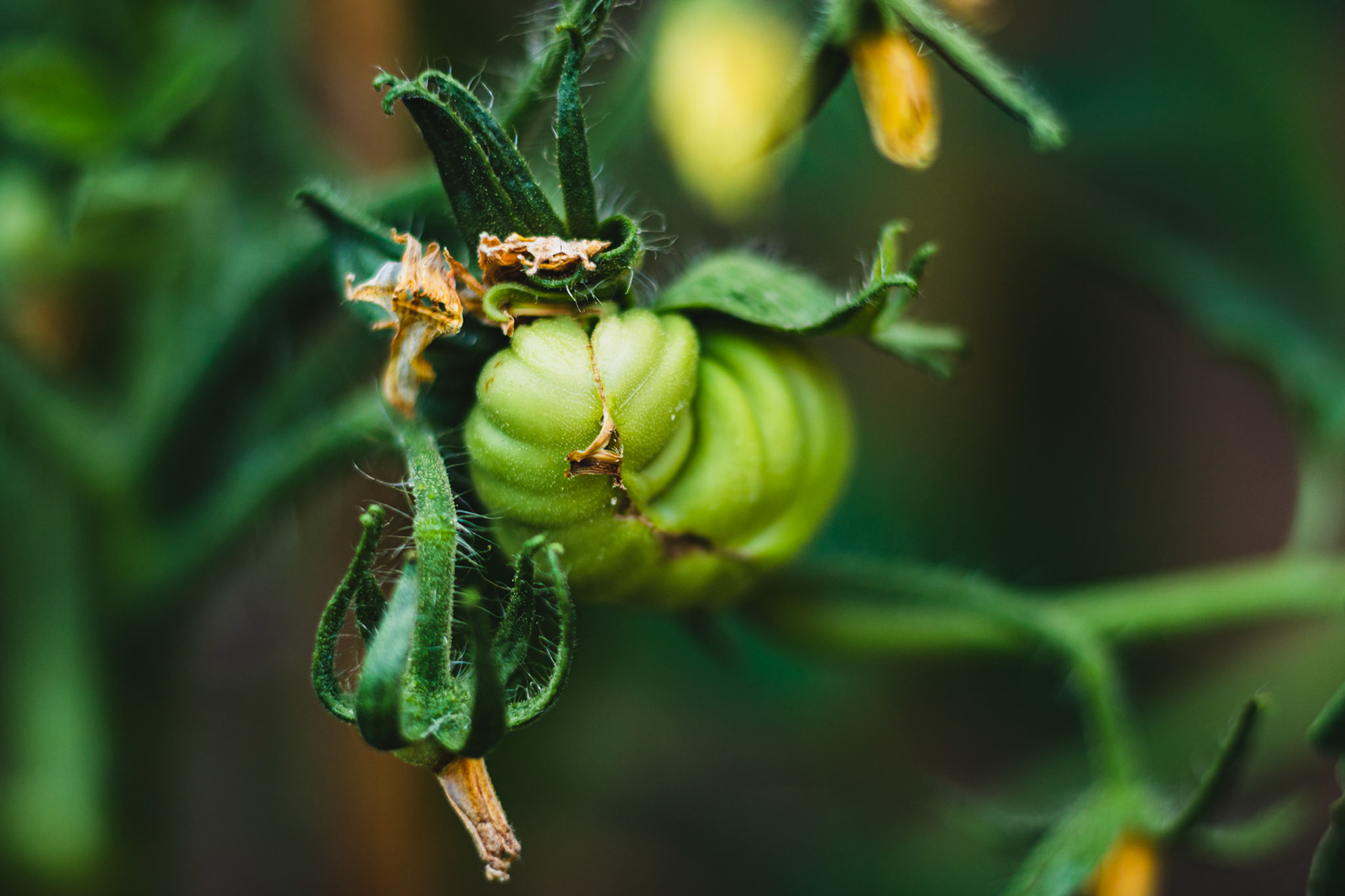 #growyourown
