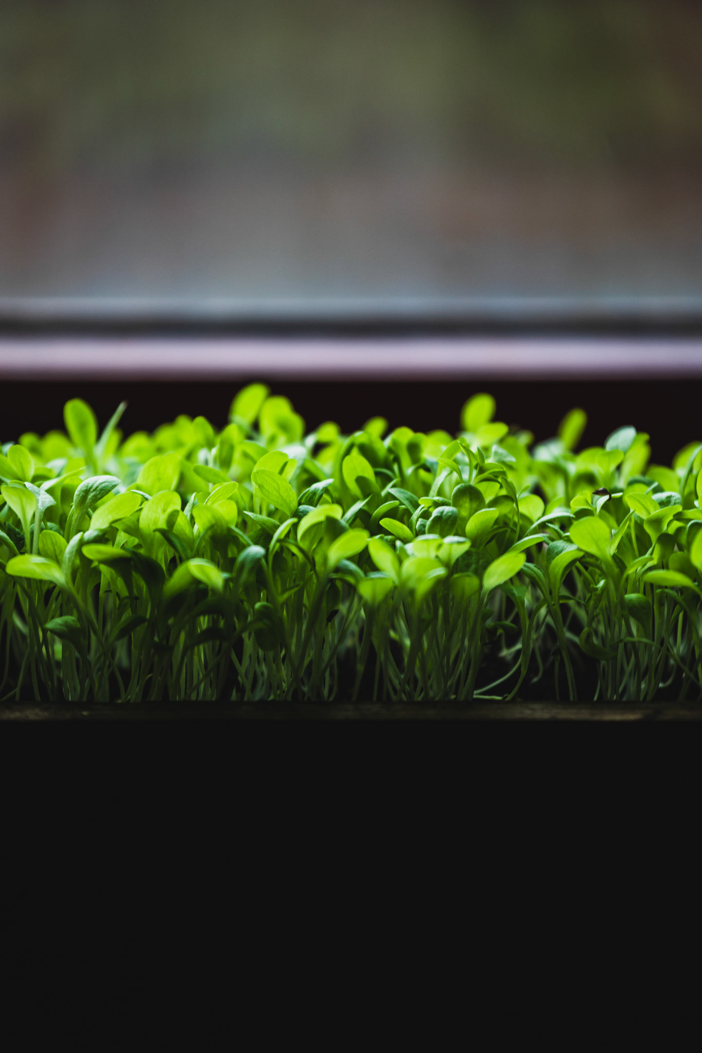 #growyourown