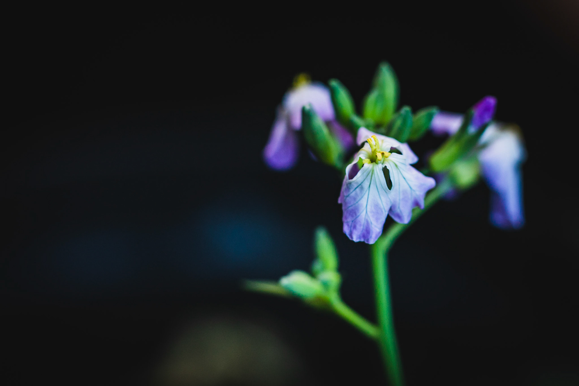 #growyourown