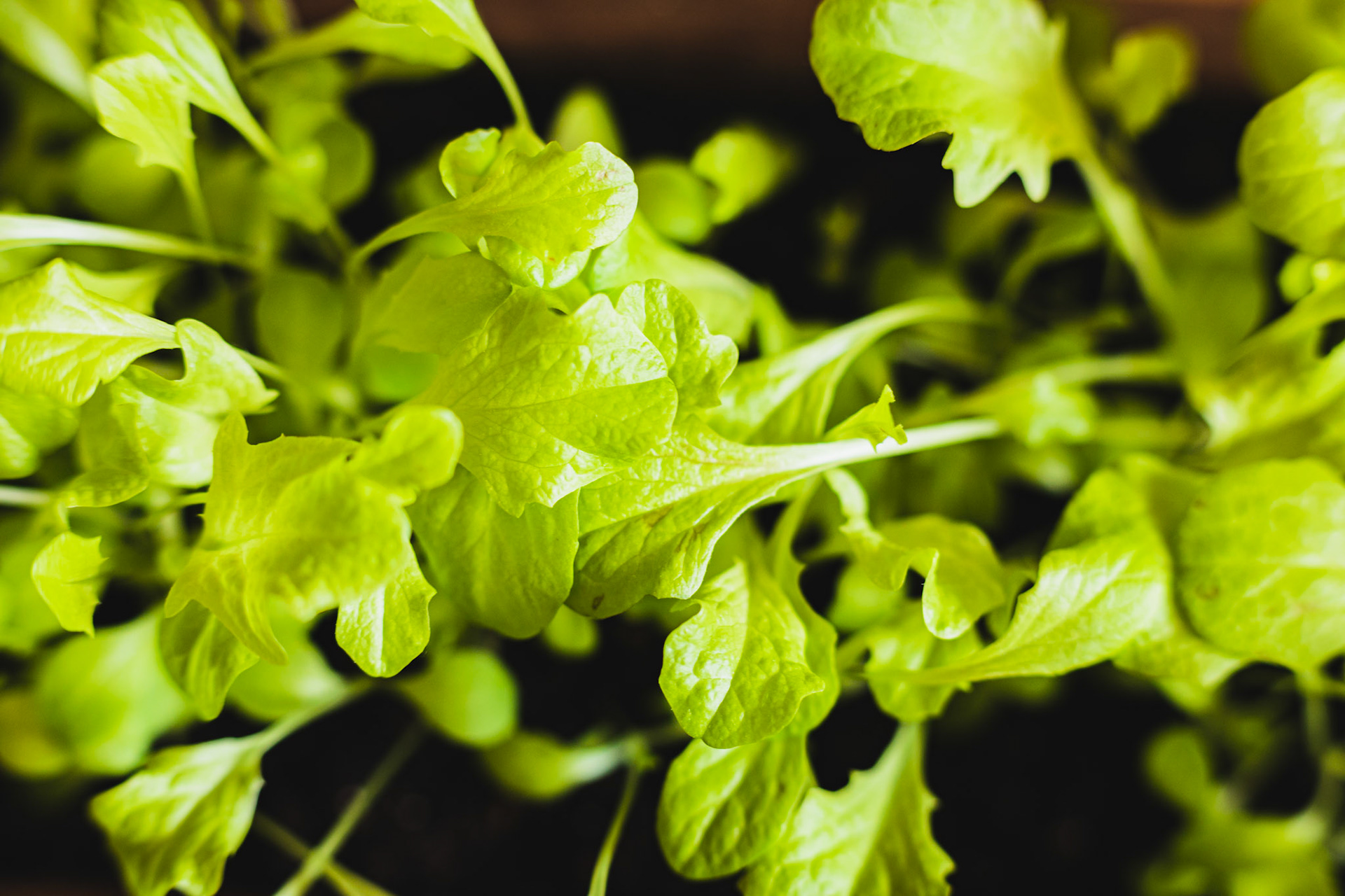 #growyourown