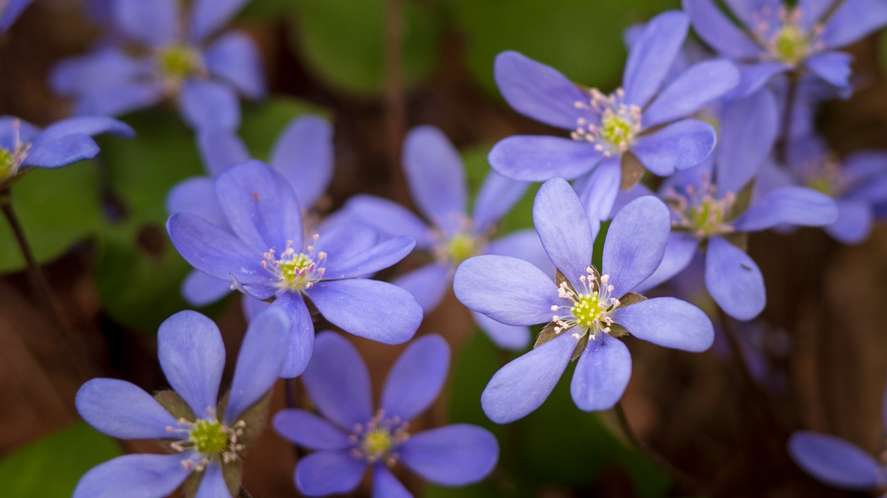 anemone hepatica