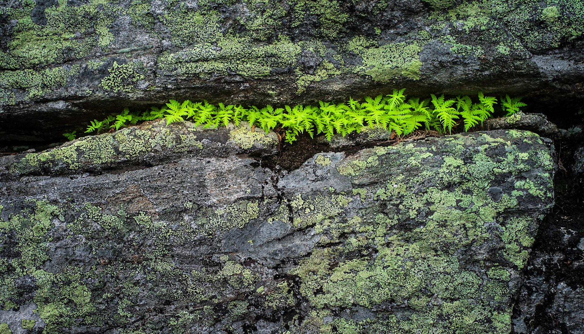 Ferns in a little crevice. Lyseheiane, Rogaland, Norway.